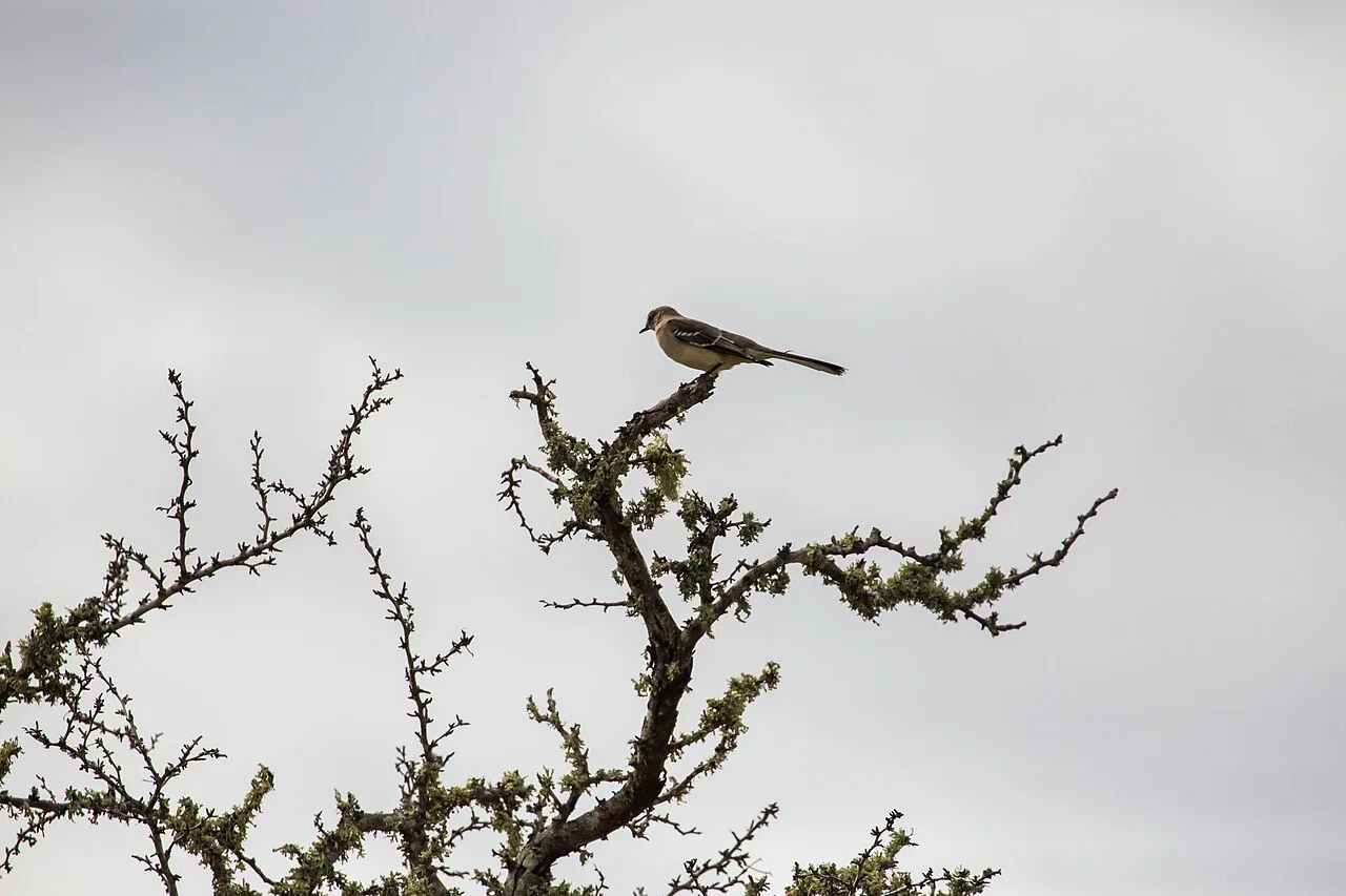 Northern Mockingbird, the state bird of Texas and the second most-reported of all birds in Texas, at Falcon State Park