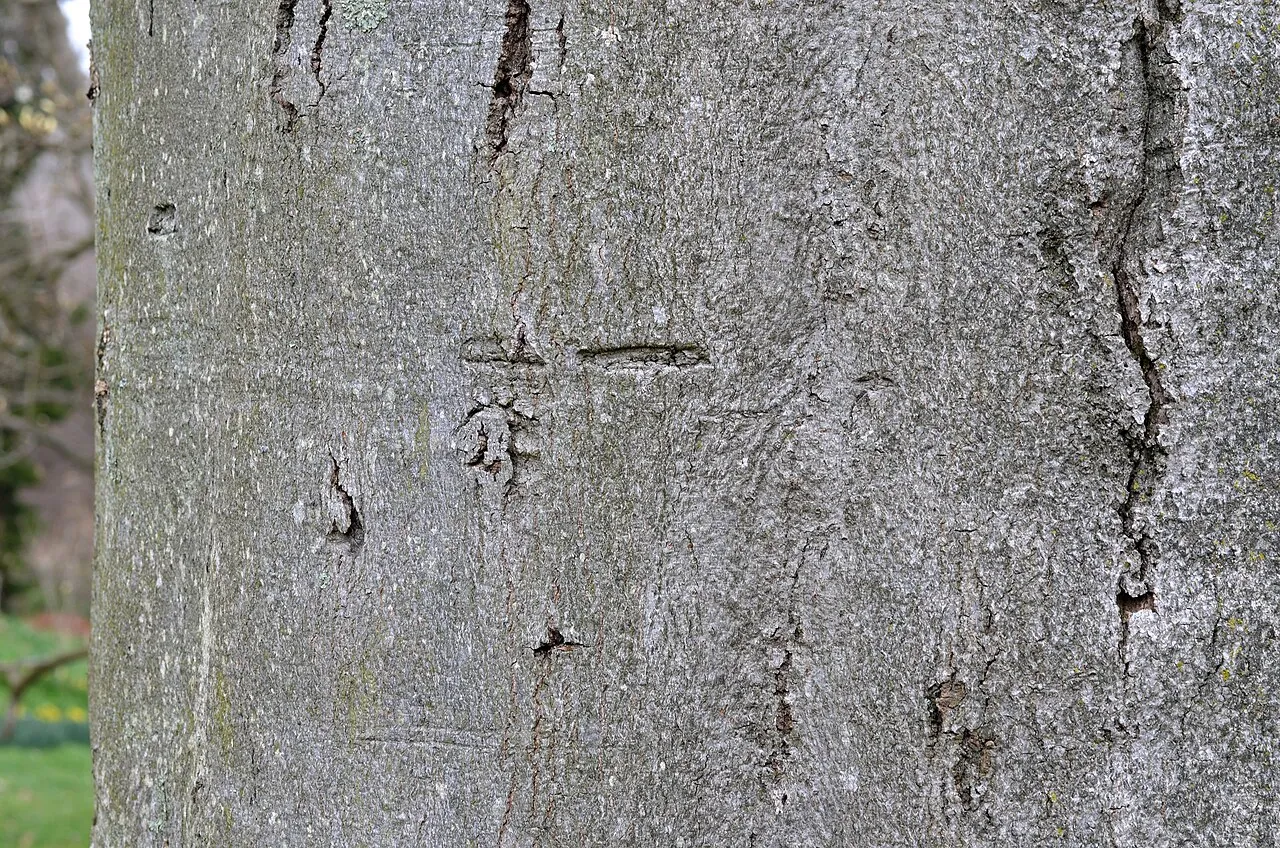 American beech — smooth gray bark and glossy leaves of Fagus grandifolia, whose nuts feed birds