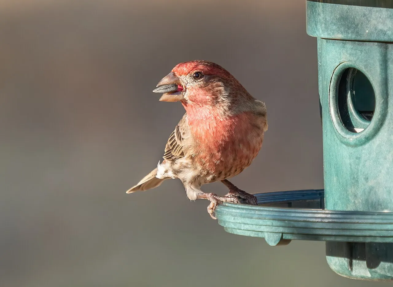 Male house finch at a small feeder — the most reliable visitor to a bird feeder for small balcony spaces