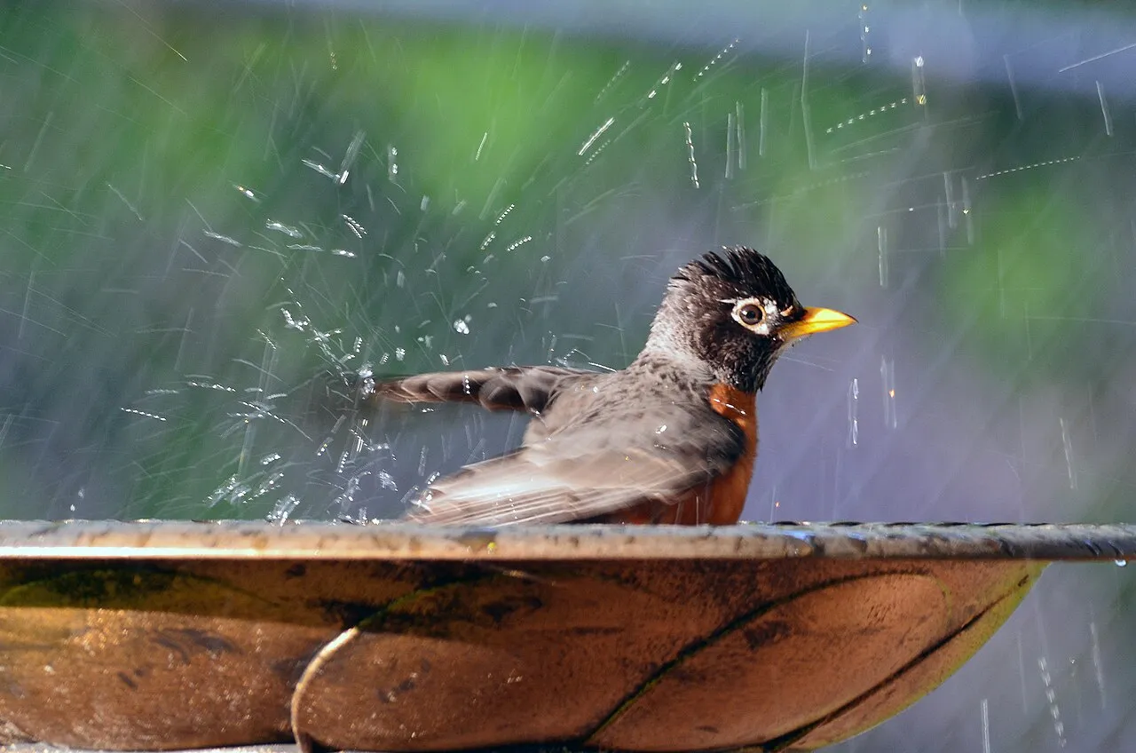 American robin at a bird bath — how to attract birds to a bird bath starts with shallow, fresh, moving water