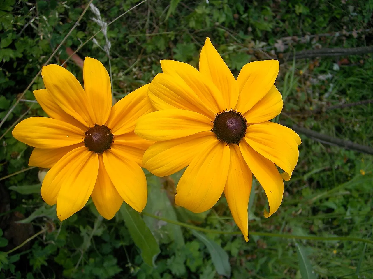 Black eyed susan — golden Rudbeckia hirta flowers whose ripe seeds birds enjoy