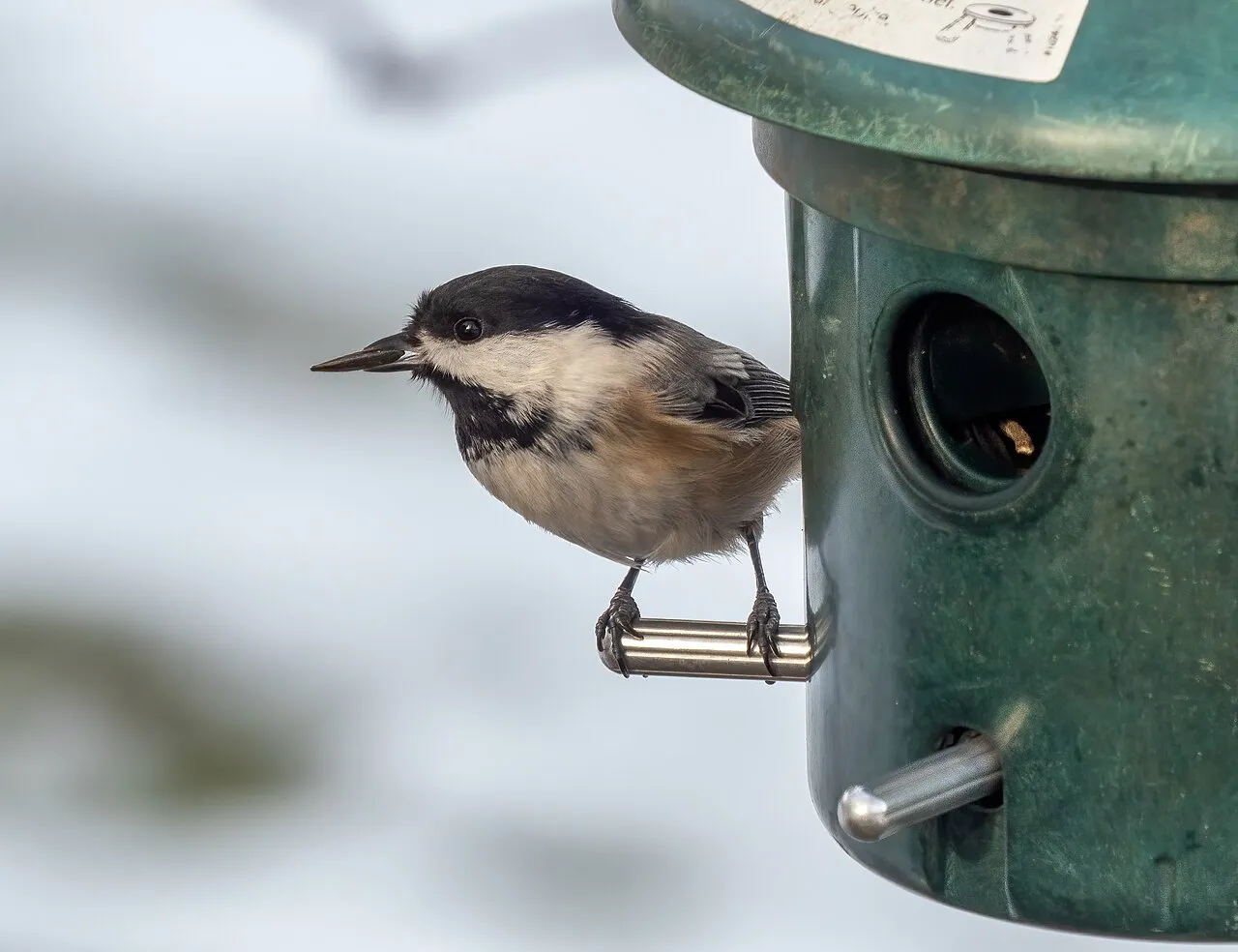 Black-capped chickadee taking a sunflower seed — black-oil sunflower is the bird feed most species prefer