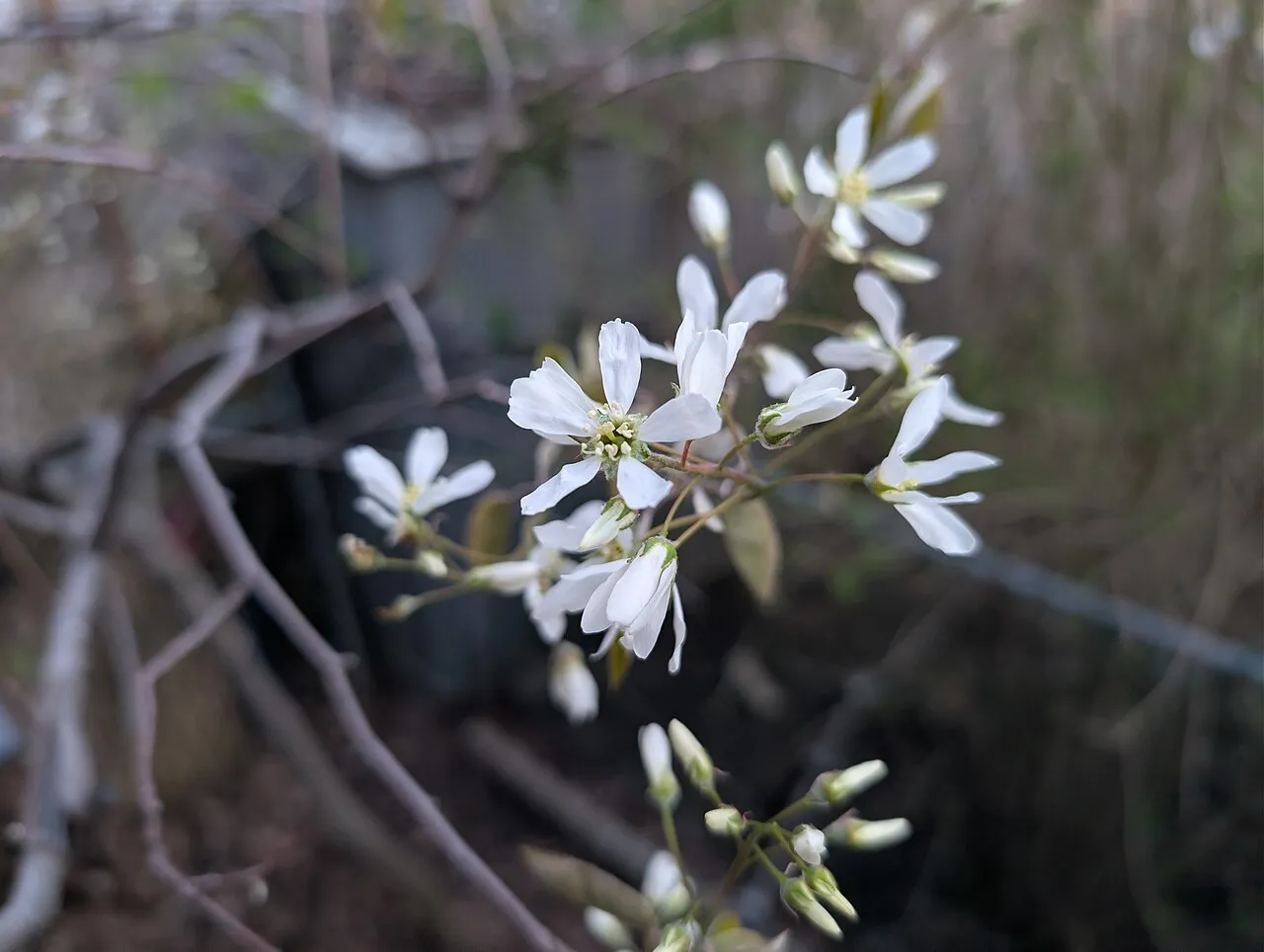 Canada serviceberry — white spring blossoms of Amelanchier canadensis, an important bird food plant