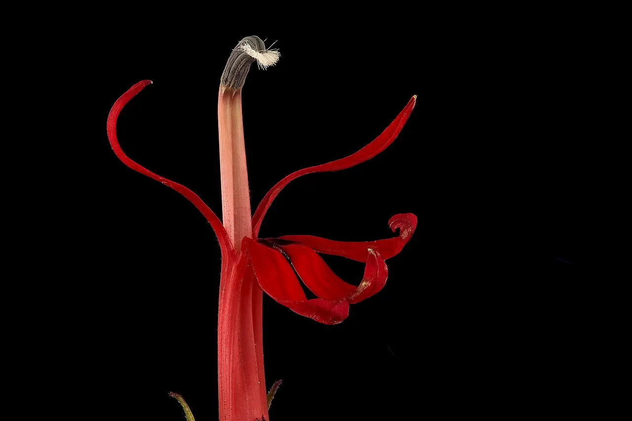 Cardinal flower spike — the classic of the nectar plants for birds, feeding hummingbirds