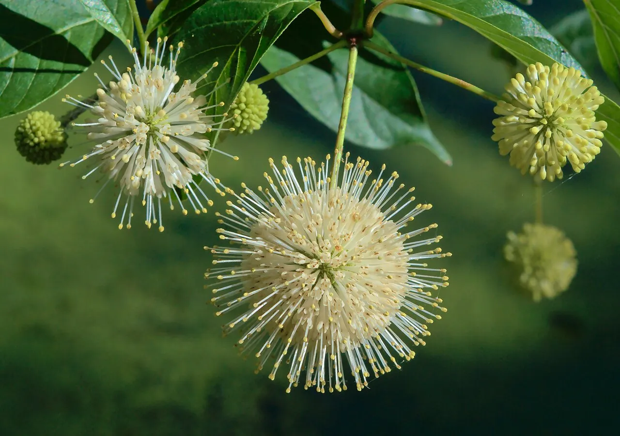 Common buttonbush — white globe-shaped Cephalanthus flowers on a native wetland shrub