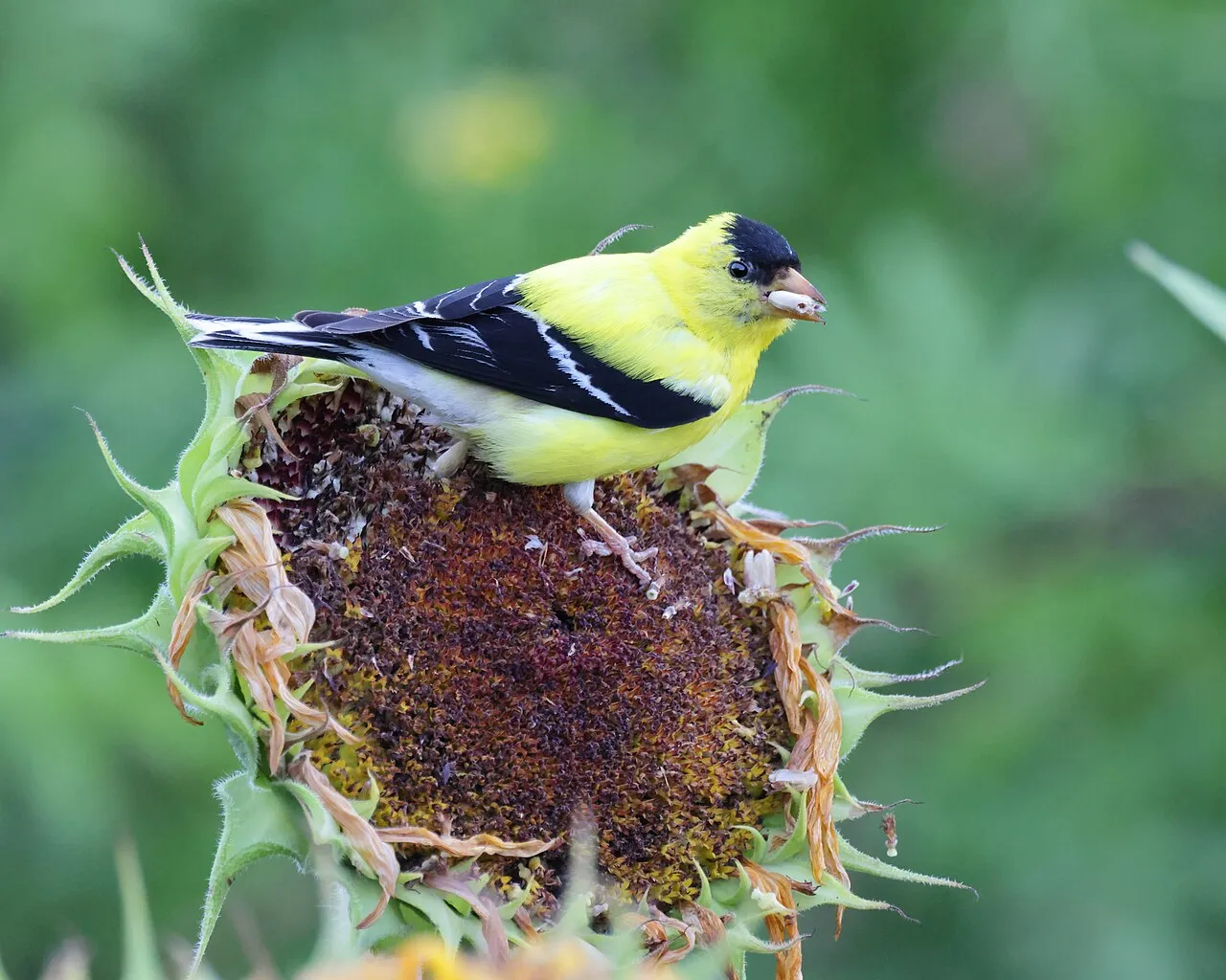 Common sunflower head — first among seed plants for birds, and the source of black-oil sunflower