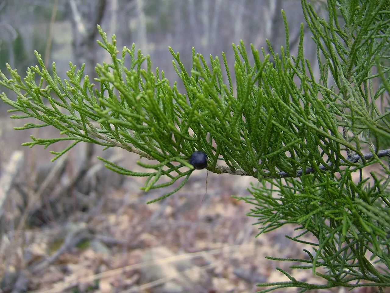 Eastern red cedar — blue seed cones of Juniperus virginiana, a staple food for many birds