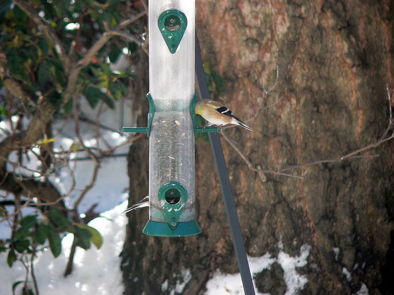 American goldfinch clinging to a finch feeder — a fine-port tube filled with nyjer seed