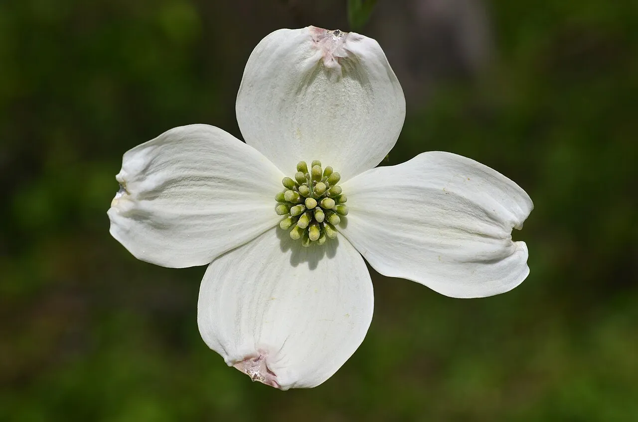 Flowering dogwood in bloom — one of the native trees that attract birds with fruit and caterpillars