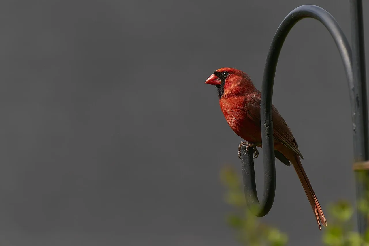 Pole-mounted feeder with a northern cardinal — a fixed mount is the best bird feeder for windy areas