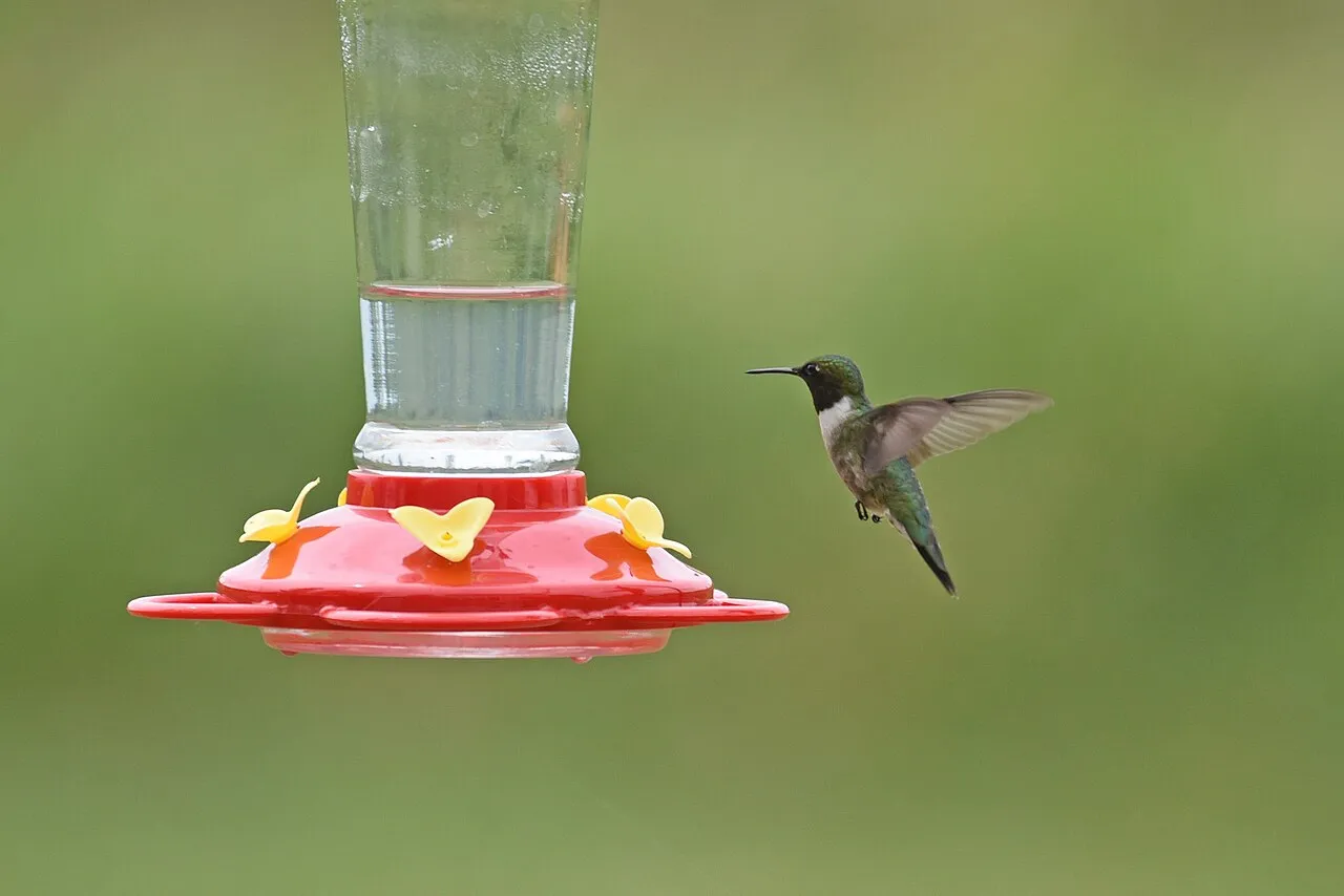 Male ruby-throated hummingbird in summer at a feeder — he may be gone by early August