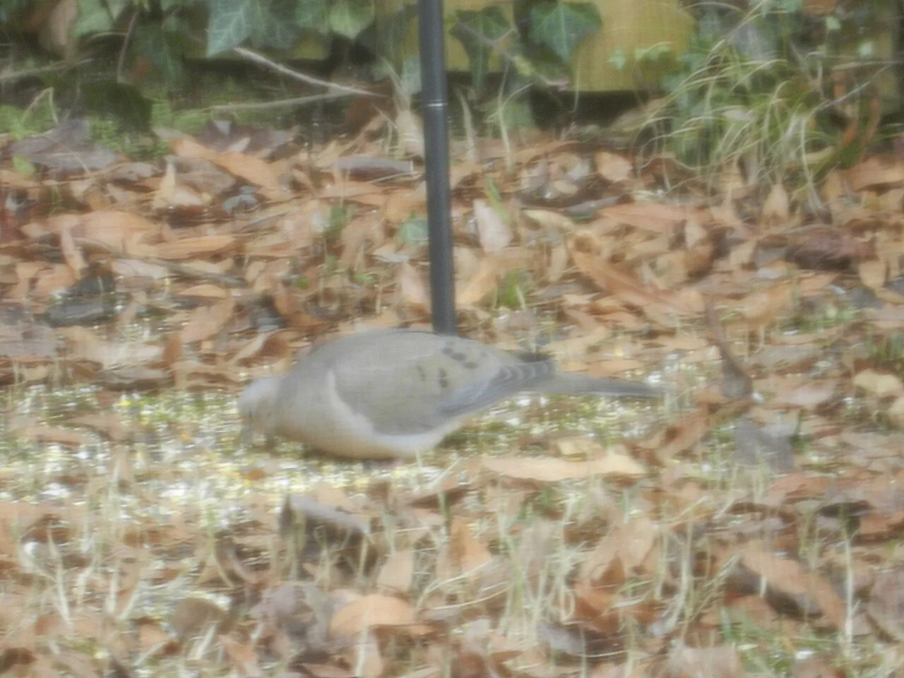 Mourning dove feeding on small seed scattered on the ground — the simplest millet bird feeder