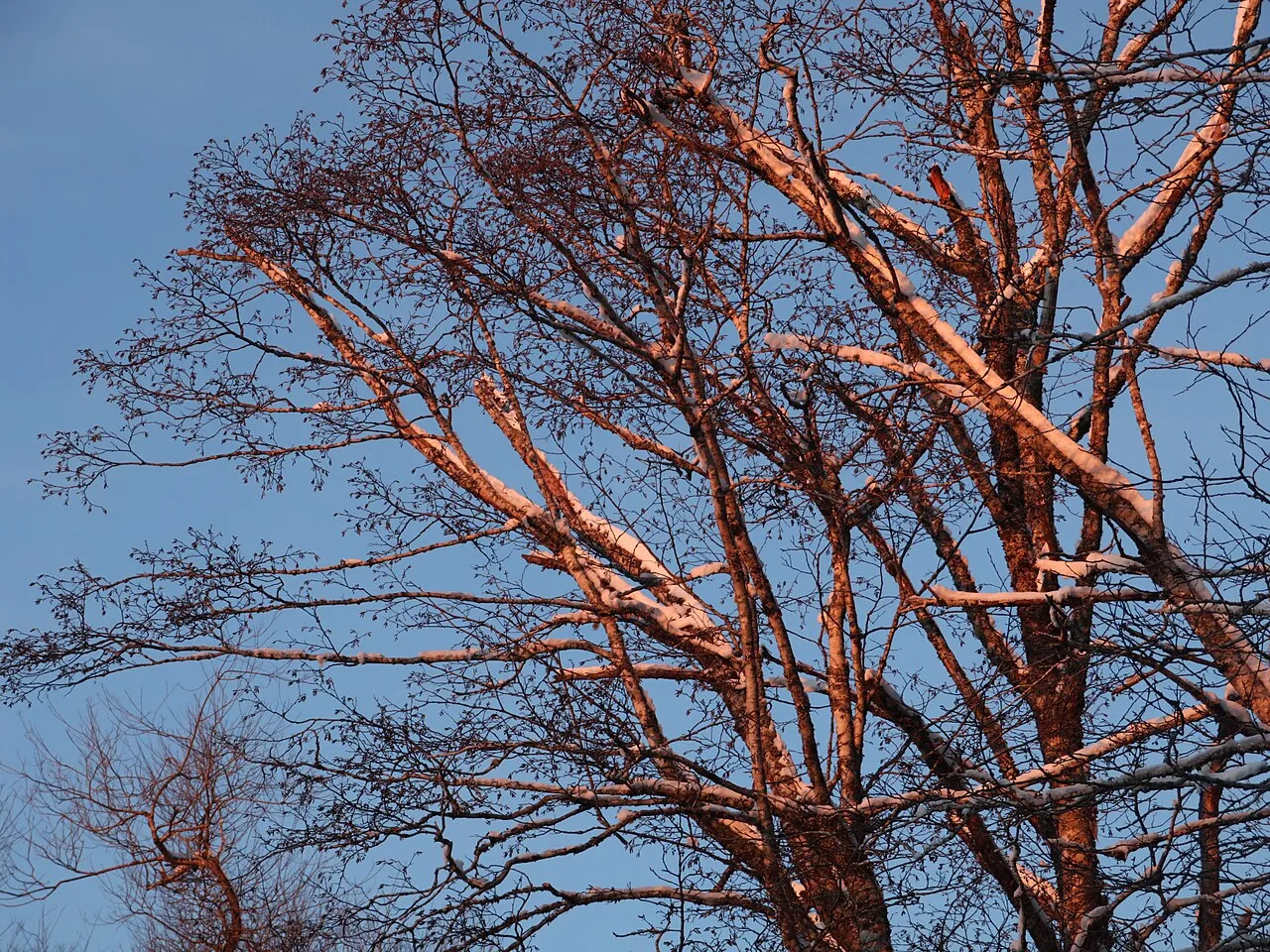 Paper birch — white peeling bark of Betula papyrifera, a tree songbirds and chickadees use