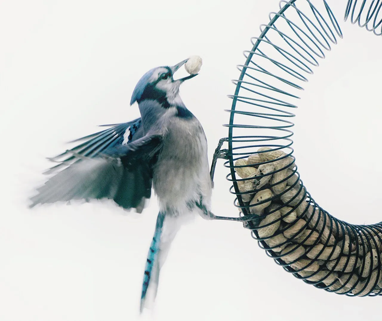 Blue jay grabbing a peanut from a peanut feeder