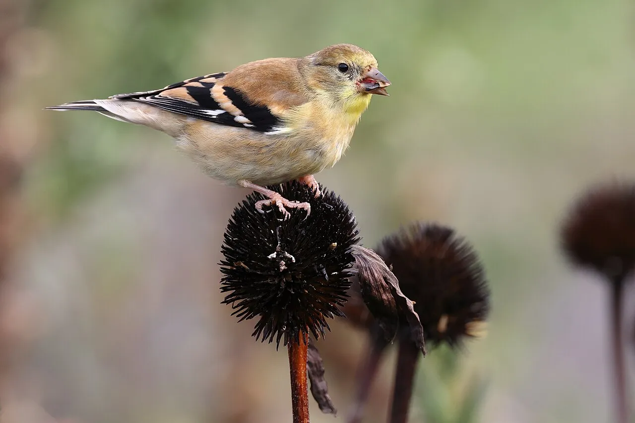 Goldfinch on a purple coneflower seed head — flowers that attract birds feed them twice, nectar then seed