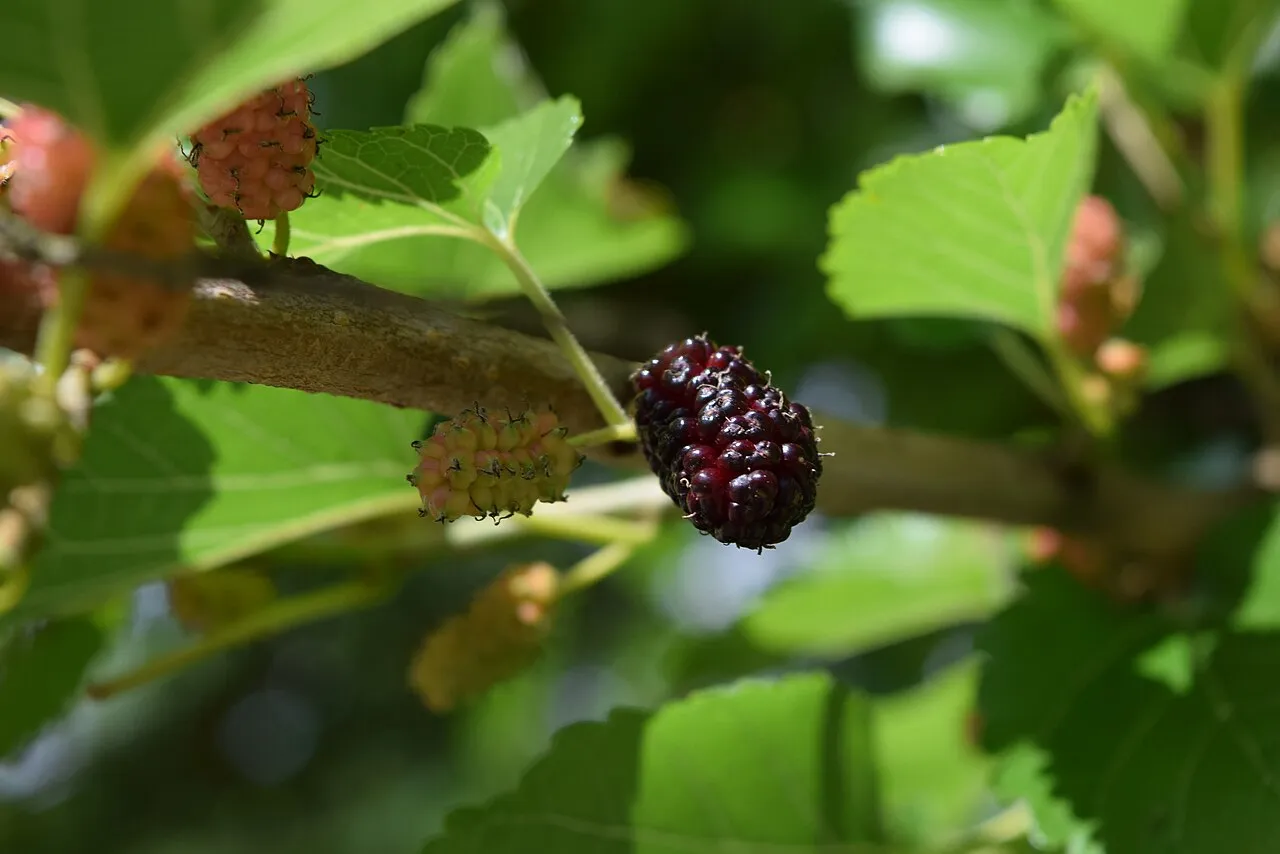 Red mulberry — ripening Morus rubra fruit that cardinals and finches eat