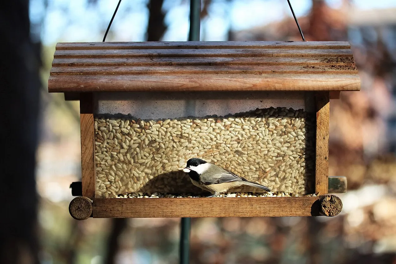 Carolina chickadee taking a seed from a safflower feeder
