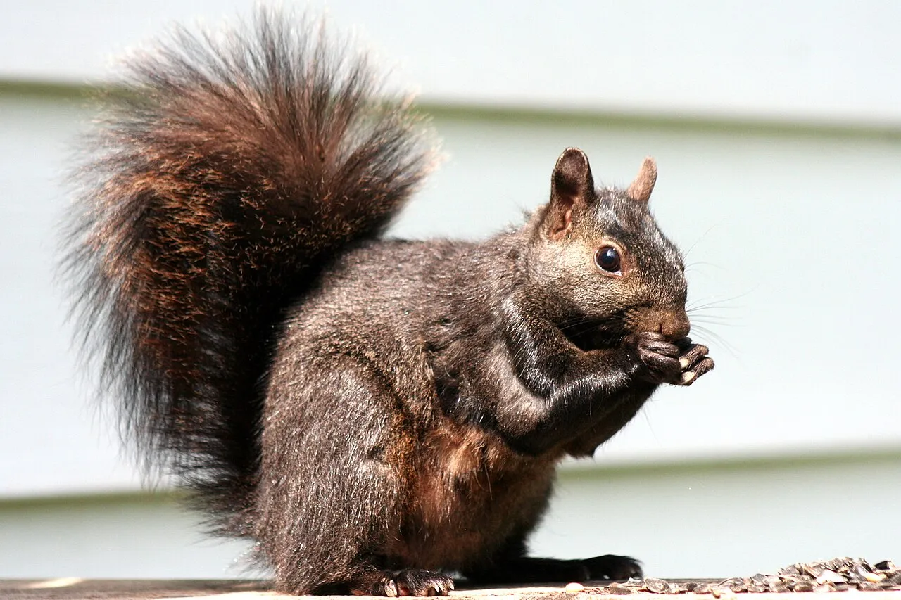 Squirrel eating black-oil sunflower seed — the reason a squirrel proof bird feeder needs a baffle
