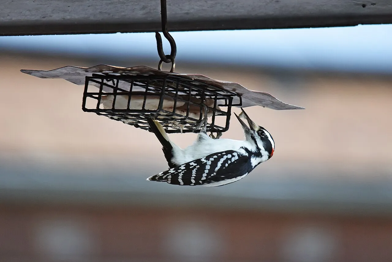 Hairy woodpecker on a suet cage — the suet vs seed feeder choice is about which birds you want