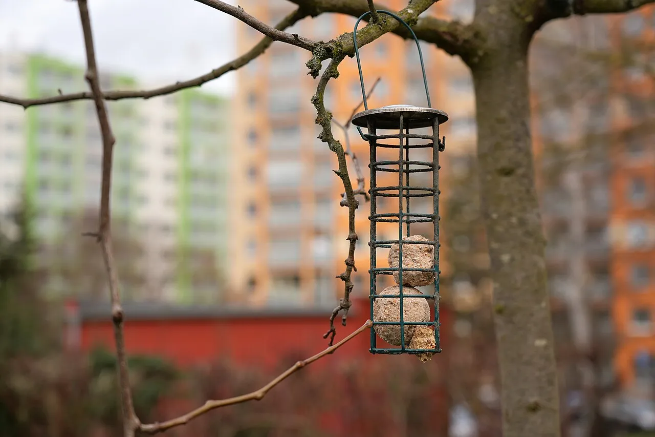 Two suet cakes in a wire suet bird feeder hanging from a branch