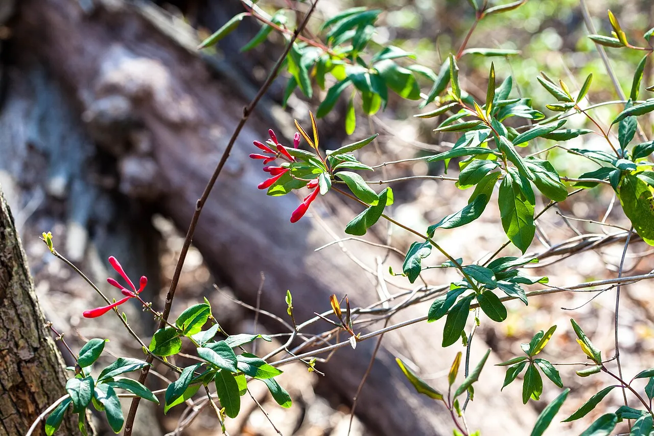 Trumpet honeysuckle flowers — one of two native vines that attract birds with nectar and fruit