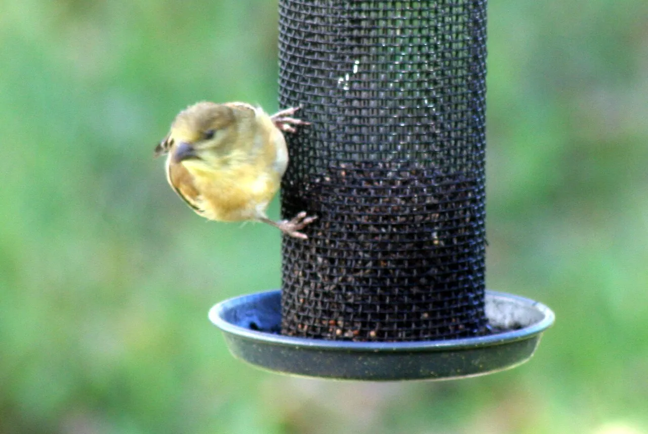 American goldfinch at a tube feeder — in the tube vs hopper feeder choice, short perches keep tubes to small birds