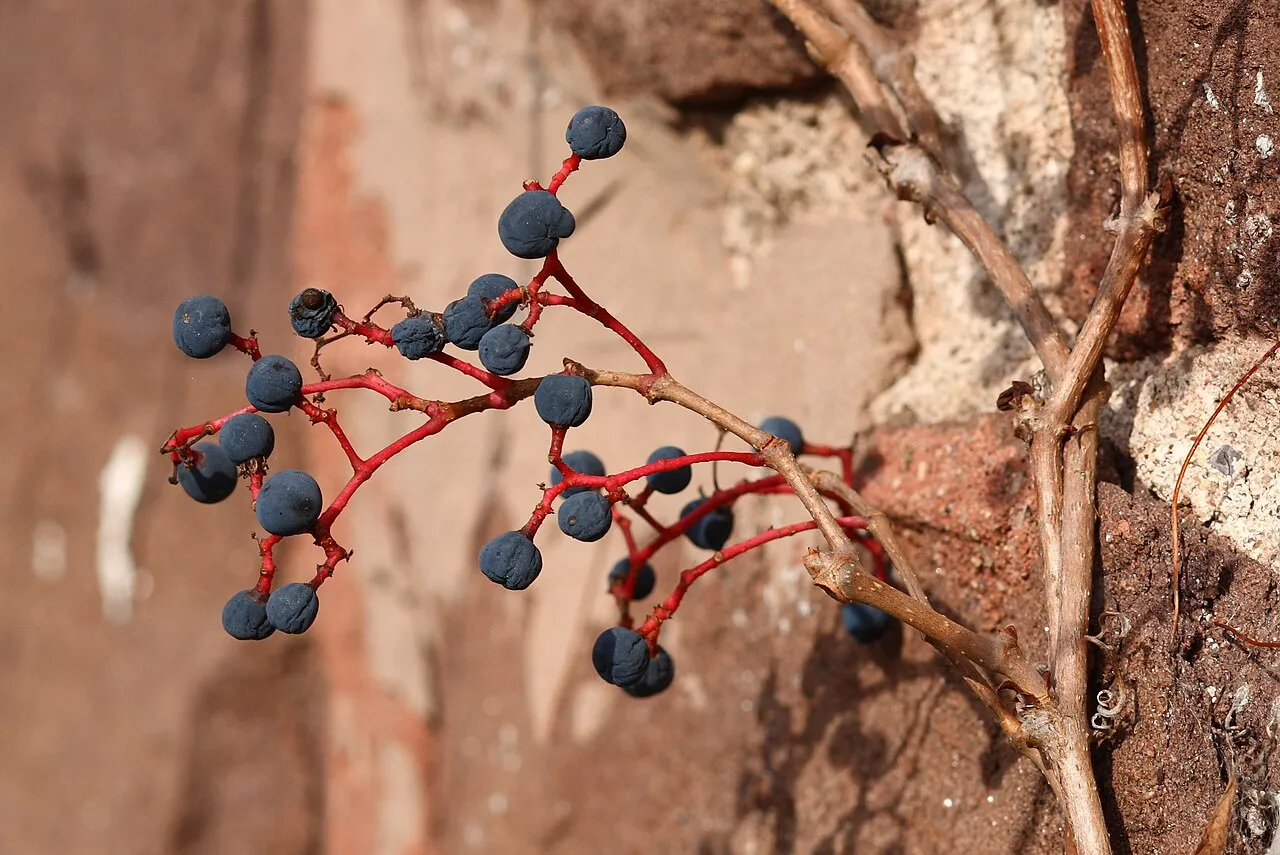 Virginia creeper — five-leaflet Parthenocissus foliage turning red, with berries birds eat through winter