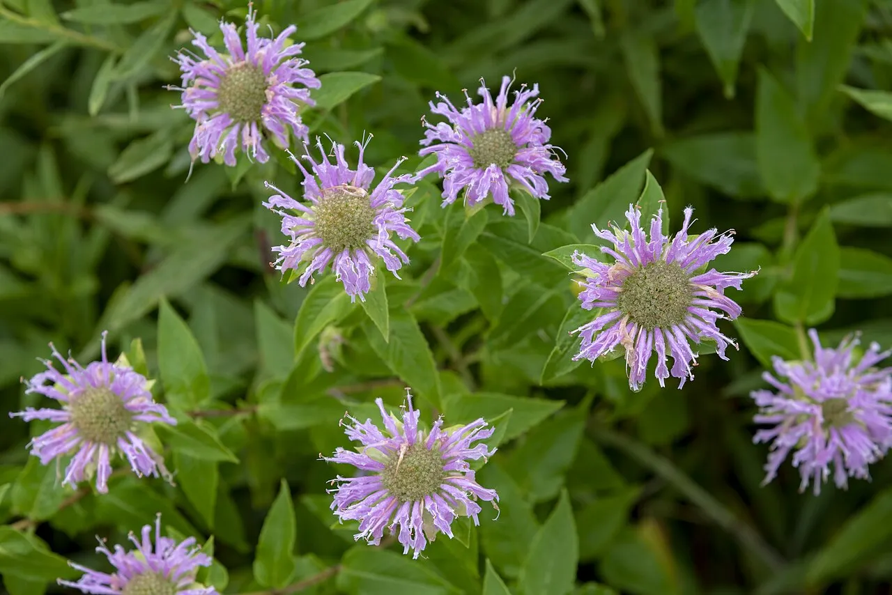 Wild bergamot (Monarda fistulosa) growing in the conditions it likes — sun and well-drained ground — with hummingbirds visiting