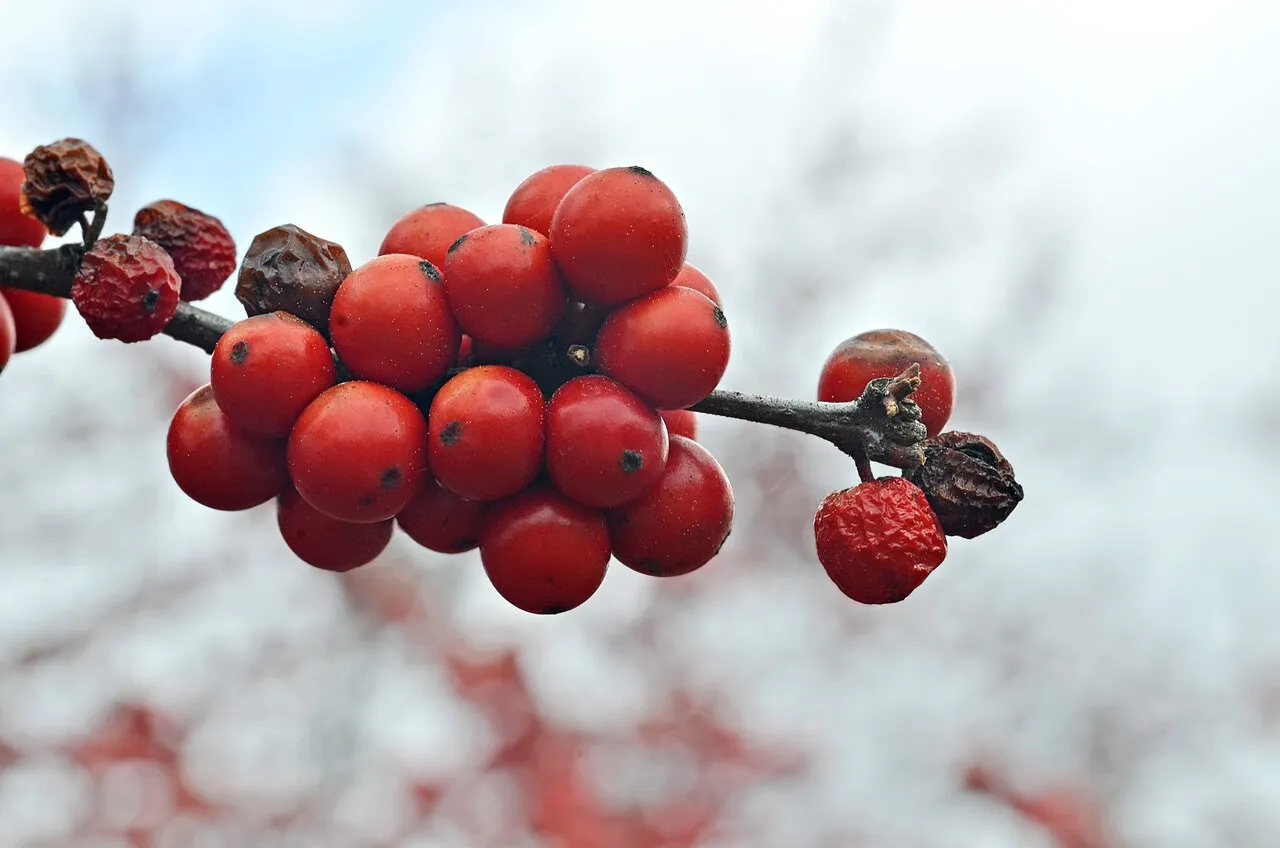 Winterberry holly in fruit — shrubs that attract birds feed them from early summer to late winter